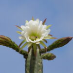 PRUEBA1